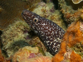 Spotted Moray Eel IMG 5997